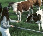 EHEC-Bakterien bei Rindern, Schafen verringern